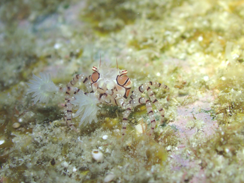 キンチャクガニ