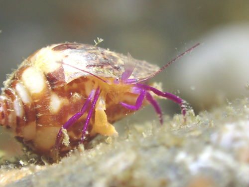 ムラサキゼブラヤドカリ