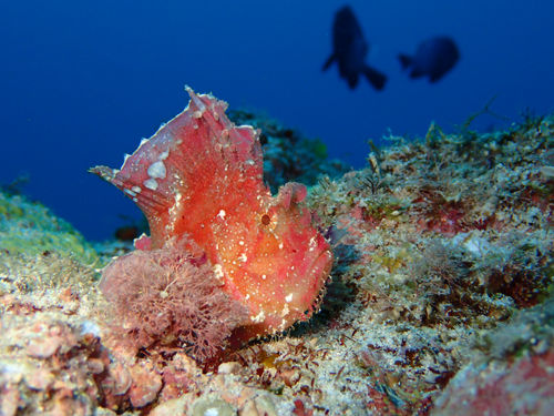 ハダカハオコゼ