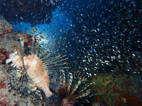 テンジクダイとハナミノカサゴ