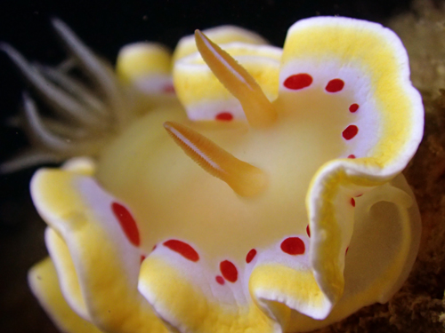 アカテンイロウミウシ