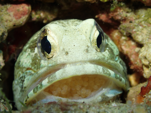 ジョーフィッシュ