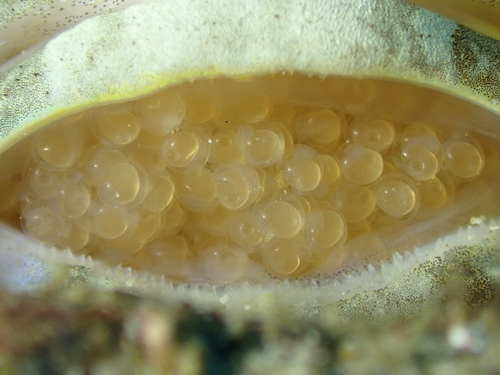ジョーフィッシュの卵