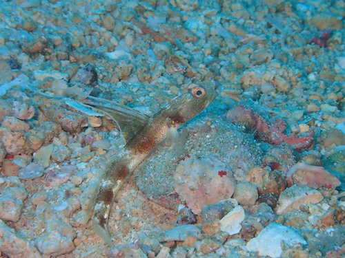 ホタテツノハゼ属の一種3