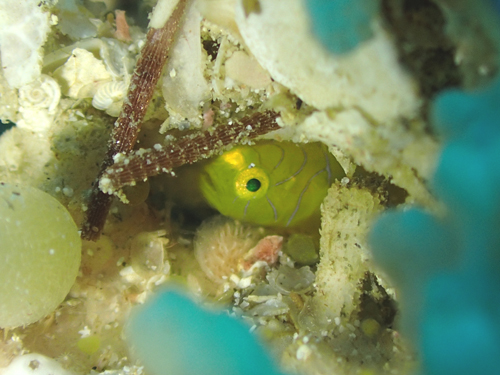 イレズミミジンベニハゼの幼魚