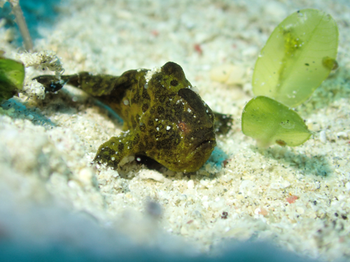 オオモンカエルアンコウの幼魚