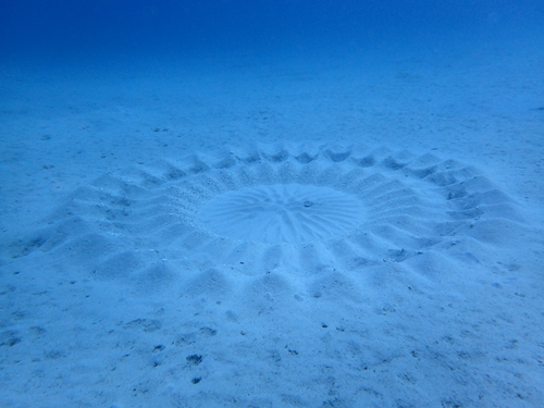 アマミホシゾラフグのミステリーサークル