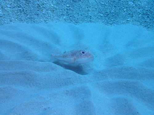 アマミホシゾラフグ