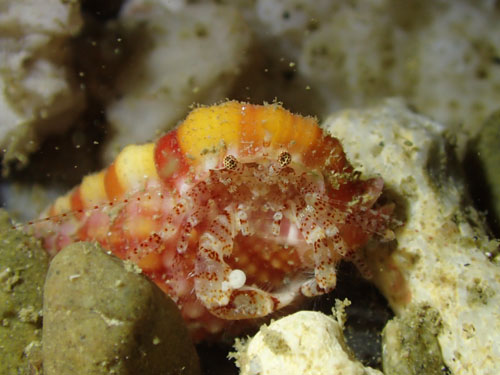 ホンヤドカリ属の一種