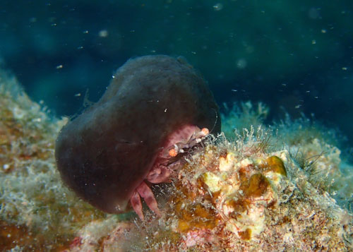 マルミカイカムリモドキ