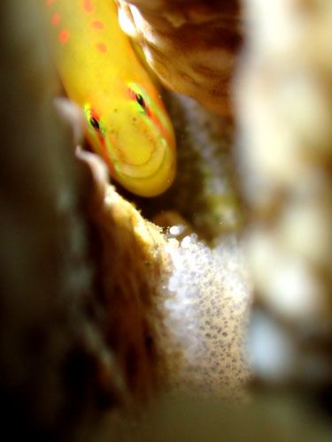 セアカコバンハゼ