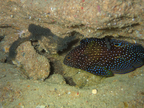 シモフリタナバタウオと卵