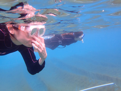 奄美大島シュノーケリング