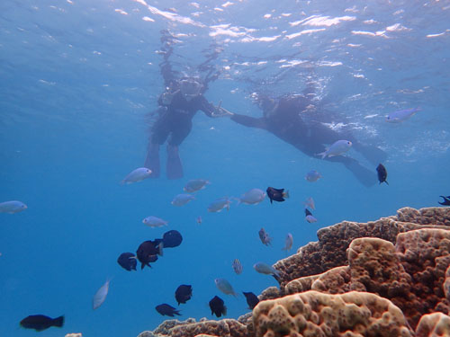 奄美大島シュノーケル