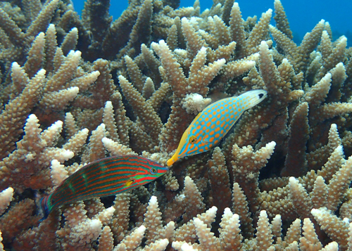 テングカワハギ