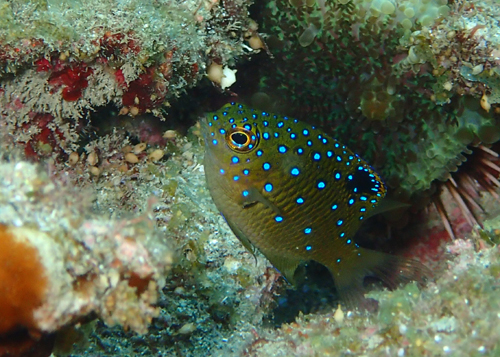 ルリホシスズメダイ