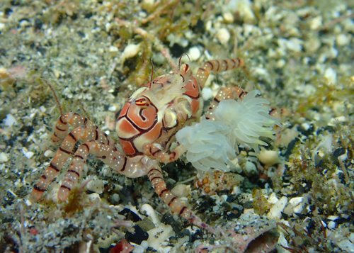 キンチャクガニ