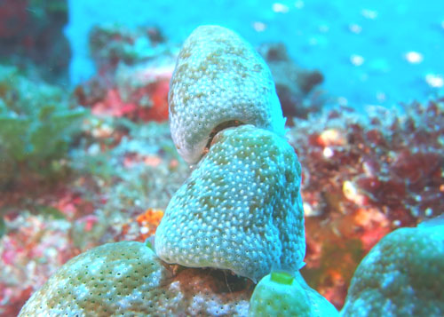 ユキンコボウシガニ