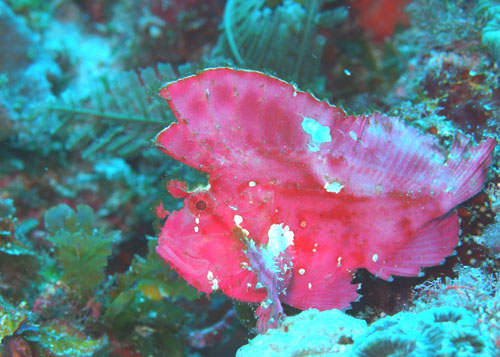 ハダカハオコゼ