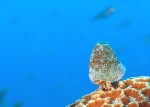 ユキンコボウシガニ