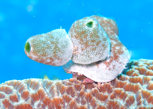 ユキンコボウシガニ