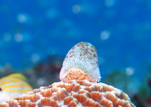 ユキンコボウシガニ