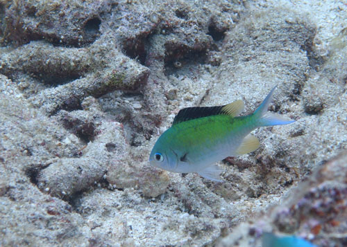 デバスズメダイの婚姻色