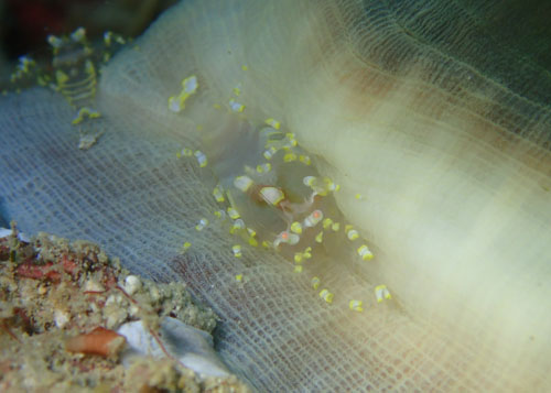 イソギンチャクモドキカクレエビ