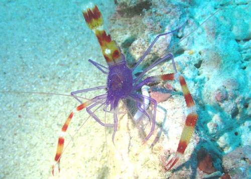 バイオレットボクサーシュリンプ