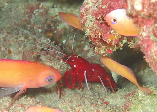 ホワイトソックス