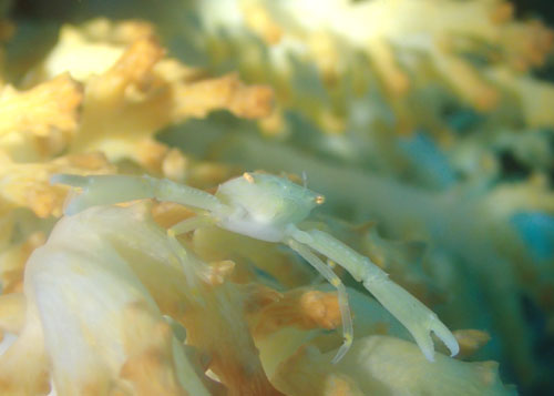 アシボソベニサンゴガニ