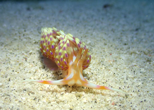 セトミノウミウシ