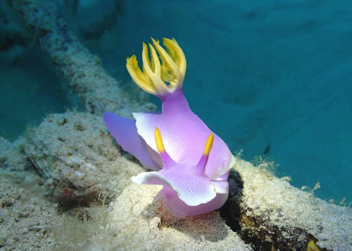 シンデレラウミウシ