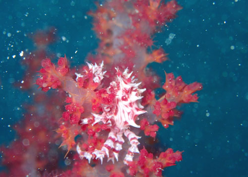 イソコンペイトウガニ