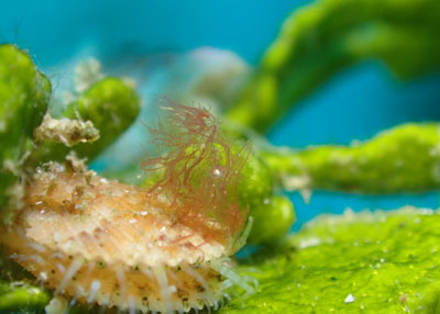 フィコカリス・シムランス