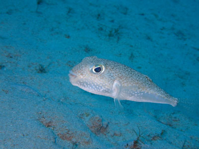 アマミホシゾラフグ