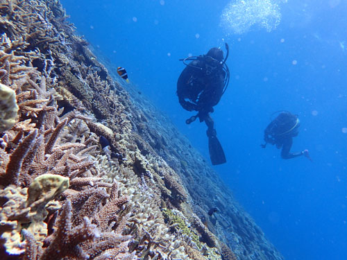 サンゴの群生