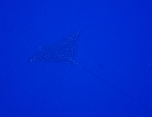 マダラトビエイ