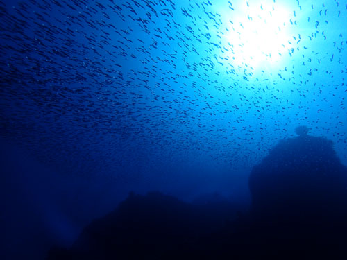 キビナゴシャワ－