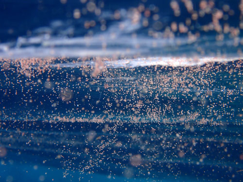 サンゴの卵（バンドル）