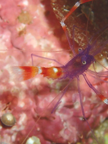 バイオレットボクサーシュリンプ