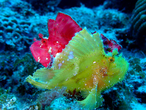 ハダカハオコゼ