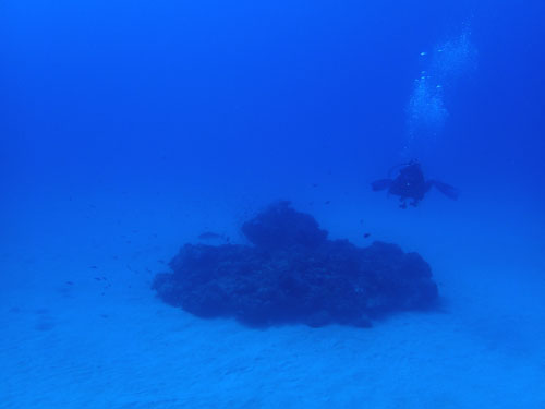 インオアシスの根