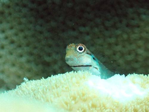 イシガキカエルウオ