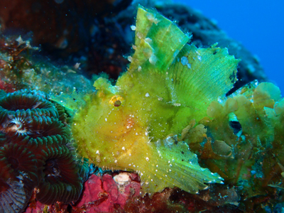 ハダカハオコゼ