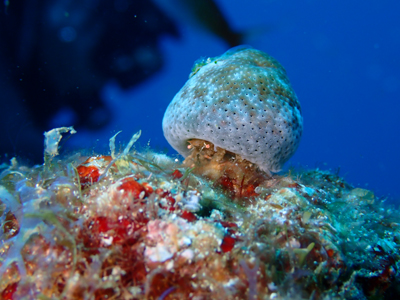 ユキンコボウシガニ