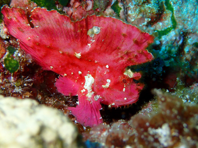 ハダカハオコゼ