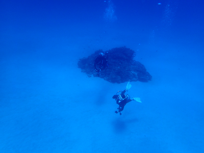 砂地の根とダイバー