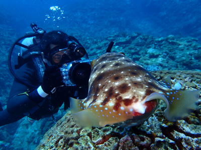 コブシメとダイバー