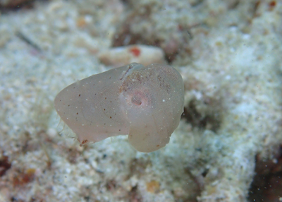 コブシメの赤ちゃん